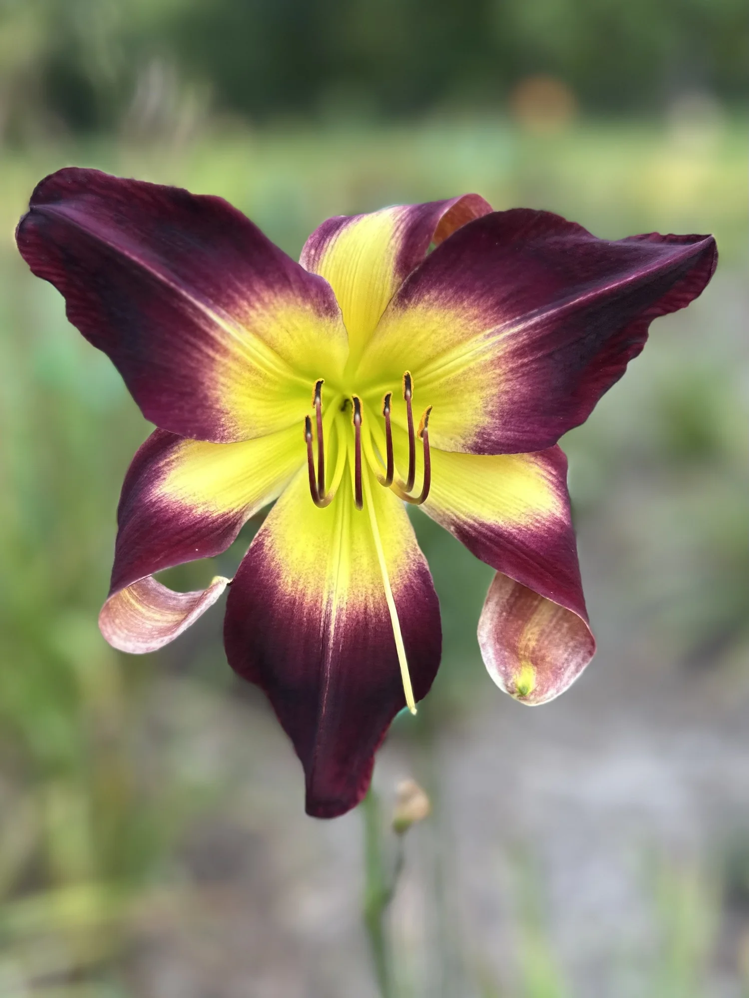 CRAZY CAT LADY — Blue Barn Daylilies